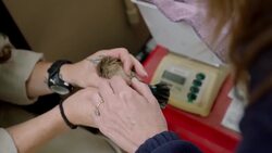 White Fronted Bee Eaters Have One of The Most Complex Social Structures Instructional Video