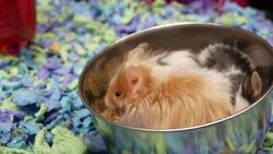 Motion of fancy mouse eating weed inside cage at petsmart store Stock Footage