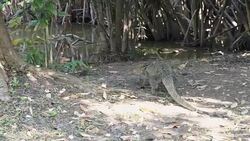 Monitor lizard on the ground Stock Footage