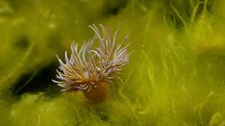 sea anemone in seaweed Stock Footage