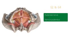 Nerves of the female pelvis Instructional Video