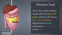 HST-AP Introduction to the Digestive System Instructional Video