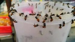 The honey bees swarm collecting syrup from the sweetmeat shop. Stock Footage