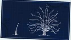 Demystified: Did Dinosaurs Really Have Feathers? Instructional Video