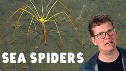Bad News: The Ocean Is Full of Spiders* Instructional Video