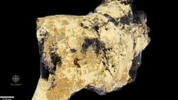 Scientists identify fossilized dinosaur brain tissue News Clip