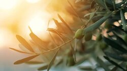 Olive tree with sunlight beams Stock Footage