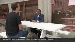 How some Canadian cities are saving birds from deadly window strikes Instructional Video