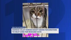 Warwick Valley Humane Society asks for donations to help sick, starving cats News Clip