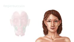 Regionen des Körpers Instructional Video