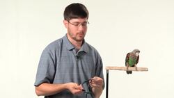How to Get Your Parrot Comfortable with a Harness Instructional Video