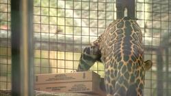 Find Out What This Hungry Jaguar Is Eating Instructional Video
