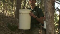 How San Diego Zoo is Helping Save the Mountain Yellow-Legged Frog Instructional Video