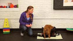 How to Bag Train & Travel with Your Dog Instructional Video