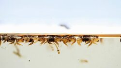 Mosquitos larva, Example in the laboratory - scientific research and development concept. Stock Footage