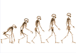 Evolution of Man: The Evidence Instructional Video