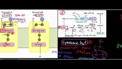 Photosystem II and the Cytochrome b6f Complex Photosynthesis (Part 4) Instructional Video
