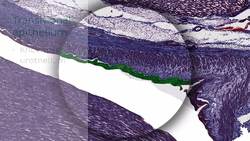 Kidney Histology Instructional Video