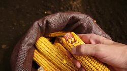 Farmer manually shelling harvested corn Stock Footage