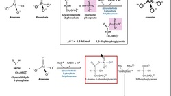 Drugs & Xenobiotics | Mechanisms of Arsenic Poisoning Instructional Video