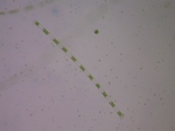 Vida microscópica: introducción Instructional Video