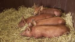 Animals at Gorgie City Farm News Clip