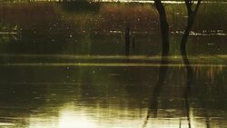 Hundreds of Insects Buzzing Above the River while the Sun is Setting. Stock Footage