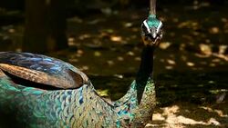 Elegant wild exotic bird with colorful artistic feathers. Close up of peacock textured plumage. Flying Indian green peafowl (Pavo cristatus) in real nature, vibrant pattern of luminous tail and wings. Stock Footage
