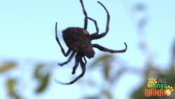 Exploring the Fascinating World of Spiders Instructional Video