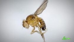 What Fruit Flies Taught Us About Human Biology Instructional Video