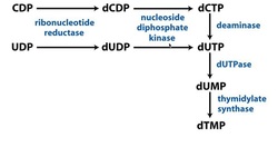 Nucleotide Metabolism | Complicated Conversion of CTP/UTP to Thymine Instructional Video