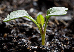 Topsoil Instructional Video