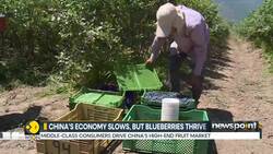 China: Yunnan emerges as china's Bluerberry hub News Clip