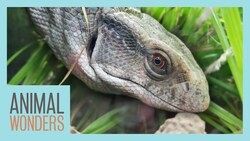 We Built Our Monitor A New Home! Instructional Video