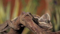 7 Cool Facts about Chameleons Instructional Video
