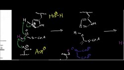 Citrate Synthase Instructional Video