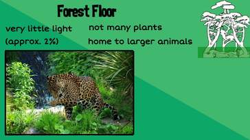 Layers of a Rainforest