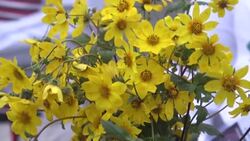 CLEAN : Ethiopia's largest ethnic group holds scaled-back thanksgiving festival News Clip