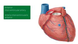 Coronary arteries and cardiac veins Instructional Video