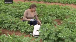 P.E.I. farmers spent $9M on climate-action projects since 2022 News Clip