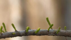 Everglades National Park - Cypress Dome Instructional Video