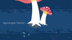 Microorganisms and making alcohol Instructional Video