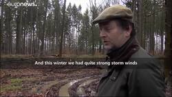 International Forest Day: Experts highlight the impact of climate change on Belgium's forests News Clip
