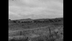 Hawaii, 1952: Cattles roam the wild lands of Hawaii as a man lights a match Stock Footage