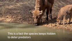 First bison born wild in the UK for thousands of years at Kent site News Clip