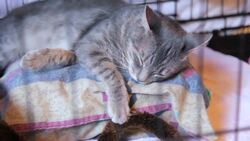 How to Care for an Elderly Cat Instructional Video