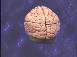 The Human Body Nervous Systems - The Five Senses And Damage To The Nervous System Instructional Video