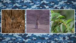 Amazing Camouflage Instructional Video