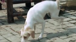 CLEAN : Indonesia animal lover rescues over a thousand dogs from butchers News Clip