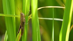 Slow motion grasshopper on green rice plant field Stock Footage